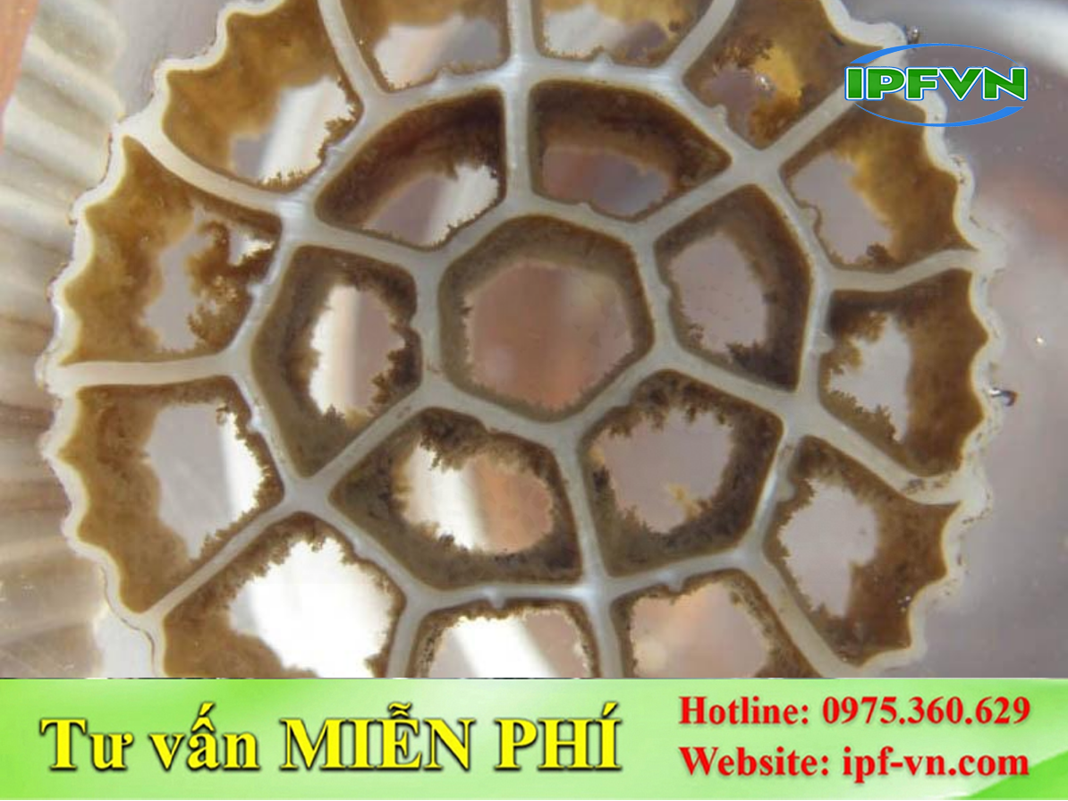 Diện Tích Bề Mặt